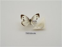 藏品(緣點白粉蝶)的圖片